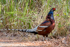 Mrs. Hume's Pheasant