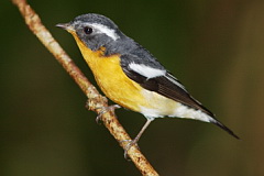 Mugimaki Flycatcher