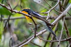 Narcissus Flycatcher