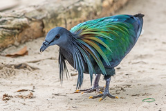 Nicobar Pigeon