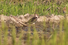 Northern Lapwing