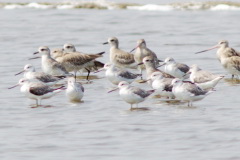 Nordmann's Greenshank