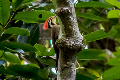 Olive-backed Woodpecker 