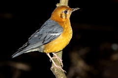 Orange-headed Thrush