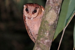 Oriental Bay Owl