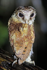 Oriental Bay Owl