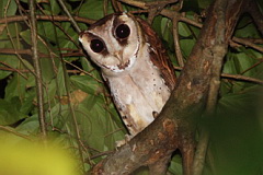 Oriental Bay Owl