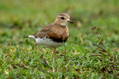 Oriental Plover