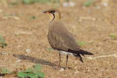 Oriental Pratincole