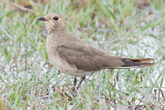 Oriental Pratincole