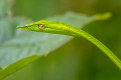 Oriental Whip Snake