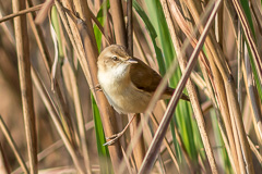 Paddyfield Warbler