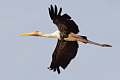 Painted Stork