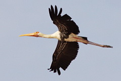 Painted Stork