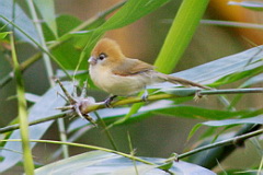 Pale-billed Parrotbill