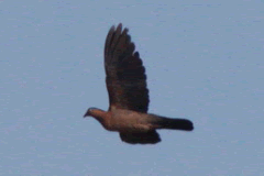 Pale-capped Pigeon