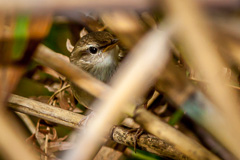 Pale-footed Bush Warbler