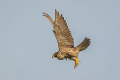 Peregrine Falcon