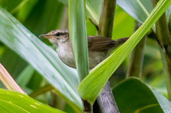 Pale-footed Bush Warbler