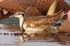 Pheasant-tailed Jacana