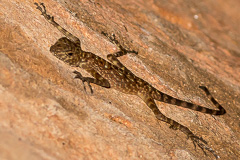 Phu Wua Lizard