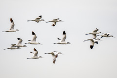 Pied Avocet