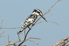 Pied Kingfisher