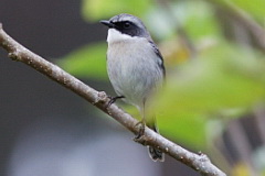 Grey Bush Chat