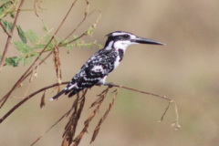 Pied Kingfisher