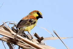 Plain-backed Sparrow