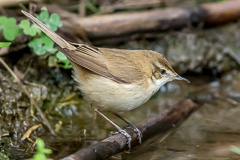 Paddyfield Warbler