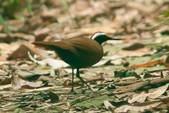 Rail-babbler