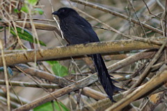 Ratchet-tailed Treepie