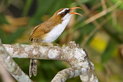 Red-billed Scimitar Babbler