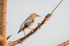 Red-billed Starling