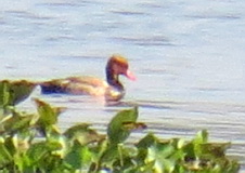 Red-crested Pochard