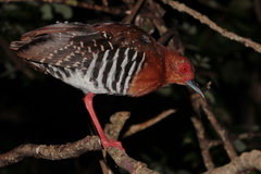 Red-legged Crake