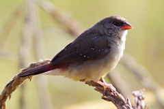 Red Avadavat