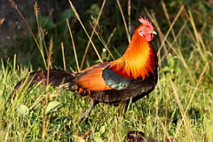 Red Junglefowl