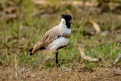 River Lapwing