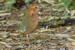 Rusty-naped Pitta