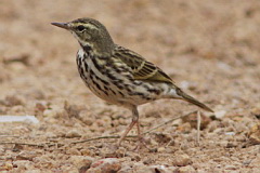 Rosy Pipit