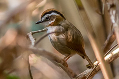 Rufous-throated Fulvetta