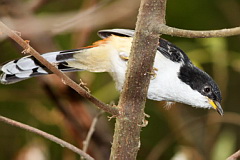 Rufous-backed Sibia