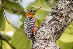 Rufous-bellied Woodpecker