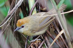 Rufous-fronted Babbler