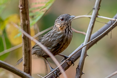 Rufous Limestone Babbler