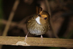 Rufous-browed Flycatcher