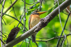 Rufous-collared Kingfisher