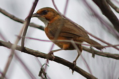 Red-eyed Scimitar Babbler
